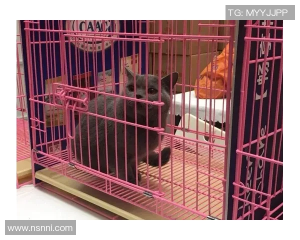 足球直播猫猫带你畅享全球赛事精彩瞬间与实时互动体验 足球直播猫猫带你畅享全球赛事精彩瞬间与实时互动体验